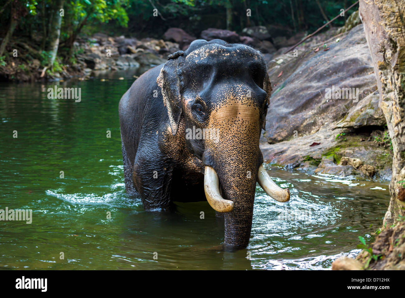 Elephant in the water Stock Photo
