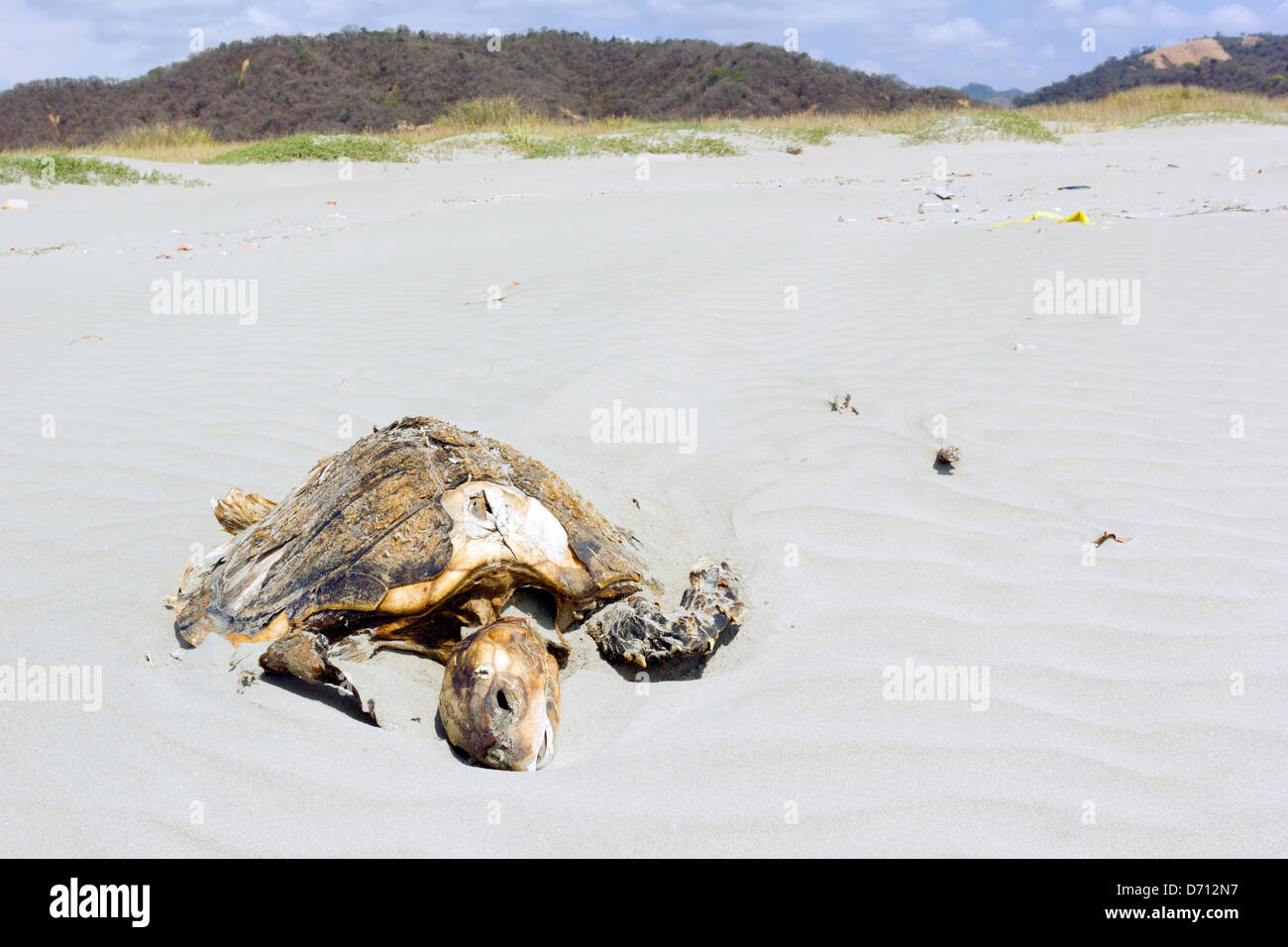 Dead loggerhead turtle on a beach on the Pacific coast of Ecuador. Stock Photo