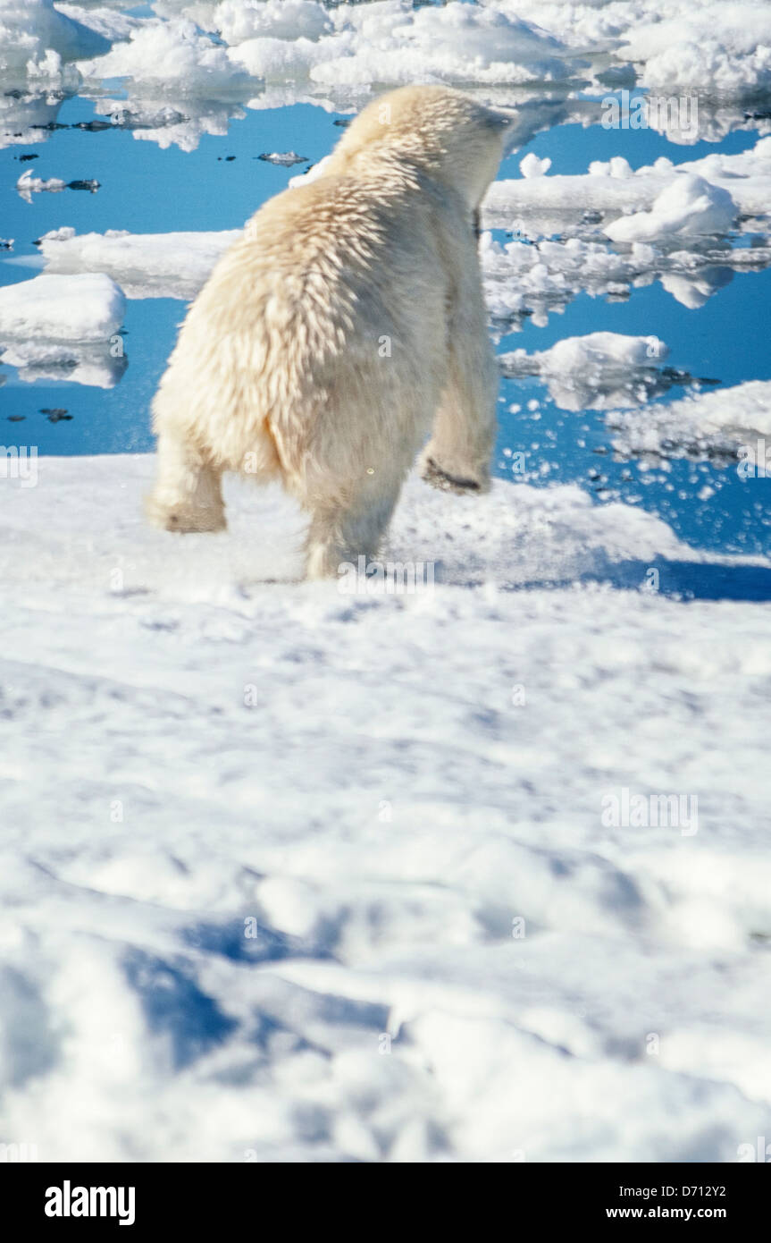#2 in a series of ten images of a mother Polar Bear, Ursus maritimus, stalking a Seal to feed her twin Cubs, Svalbard, Norway. Search 'PBHunt' for all. Stock Photo