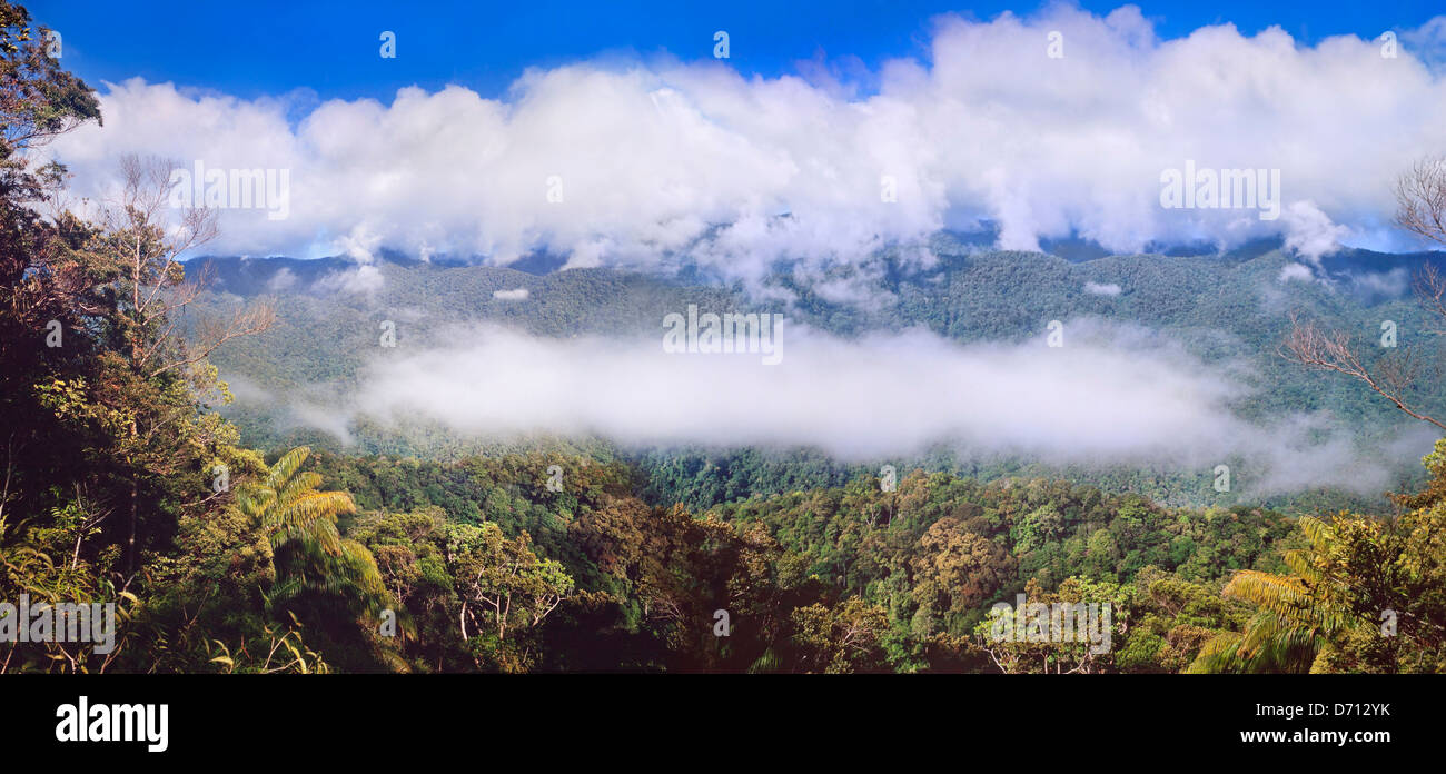Early morning mists rising from rain forest canopy, Mulu, Sarawak, East Malaysia. Stock Photo