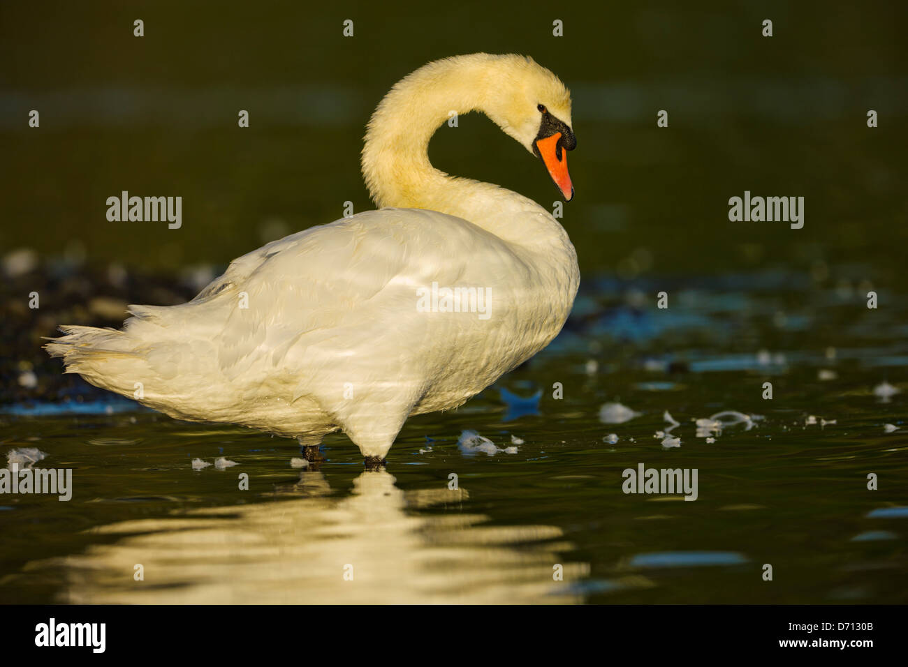 Canada, Vancouver Island, Mute Swan (Cygnus buccinator Stock Photo Alamy