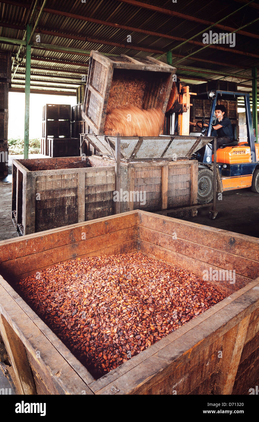 Processing cocoa (Theobroma cacao) beans, East Malaysia Stock Photo