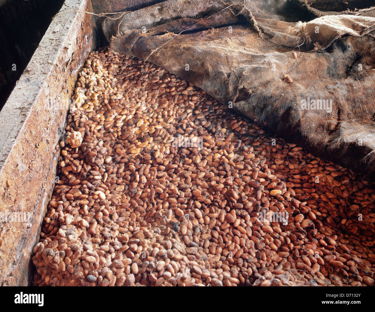 Processing cocoa (Theobroma cacao) beans, East Malaysia Stock Photo