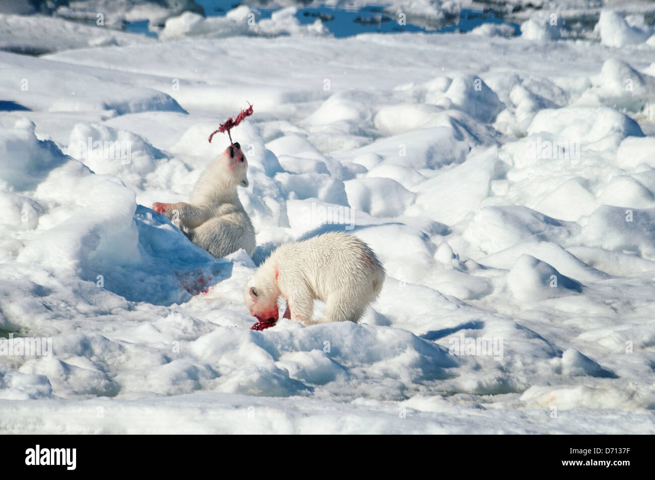 Polar Bear Cubs Playing With Mother Hi res Stock Photography And Images 
