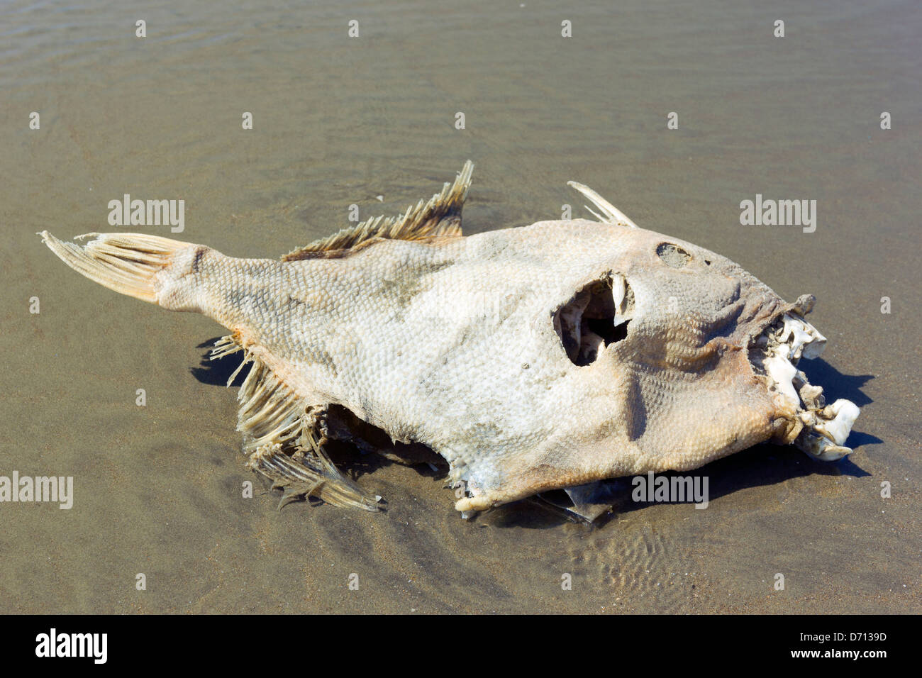 Dead fish on a beach on the Pacific coast of Ecuador Stock Photo