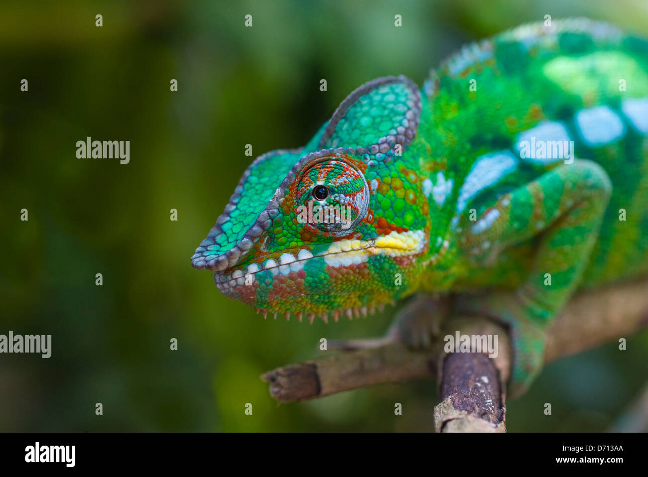 Panther Chameleon, Madagascar Stock Photo