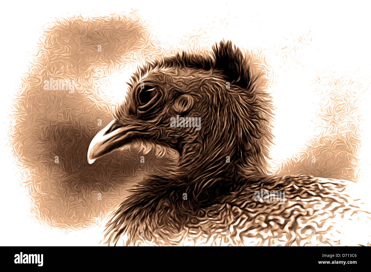 bird; birds; illustrations; animals; image; images Stock Photo