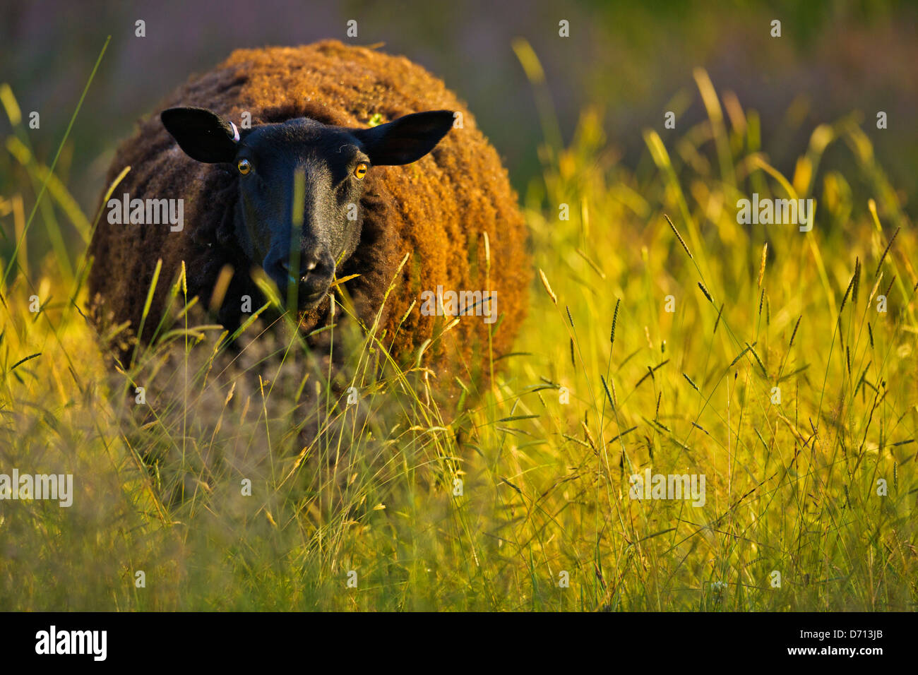 Canada, Vancouver Island, Sheep in pasture Stock Photo