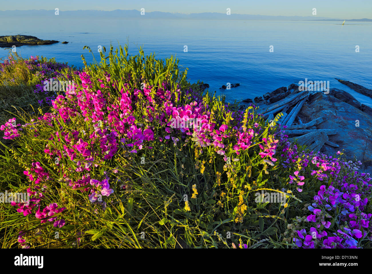 Canada, Vancouver Island, Victoria, Beach Pea flowers on sea cliff Stock  Photo - Alamy