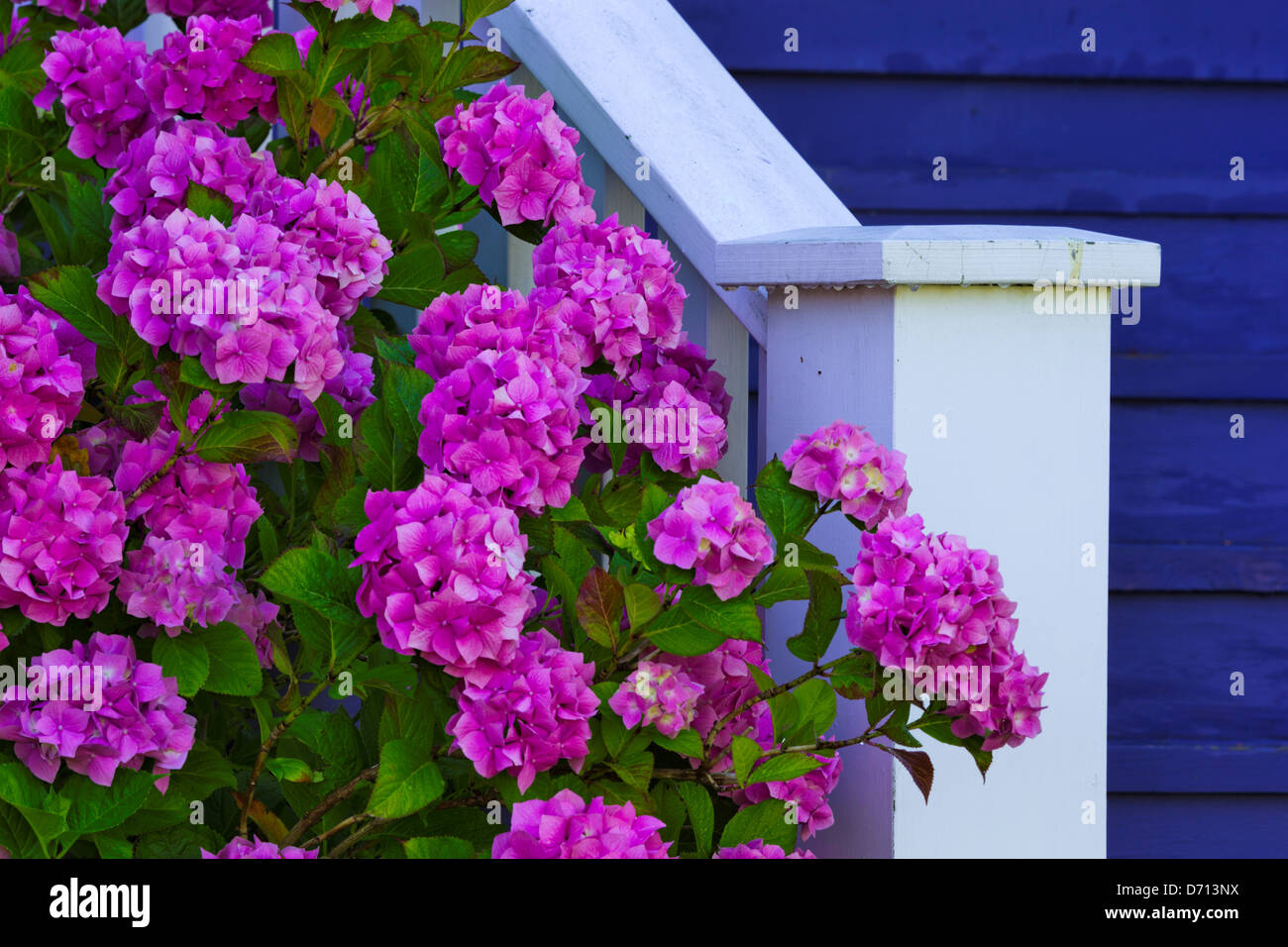 Canada, British Columbia, Victoria, Flowers and railing in Fairfield