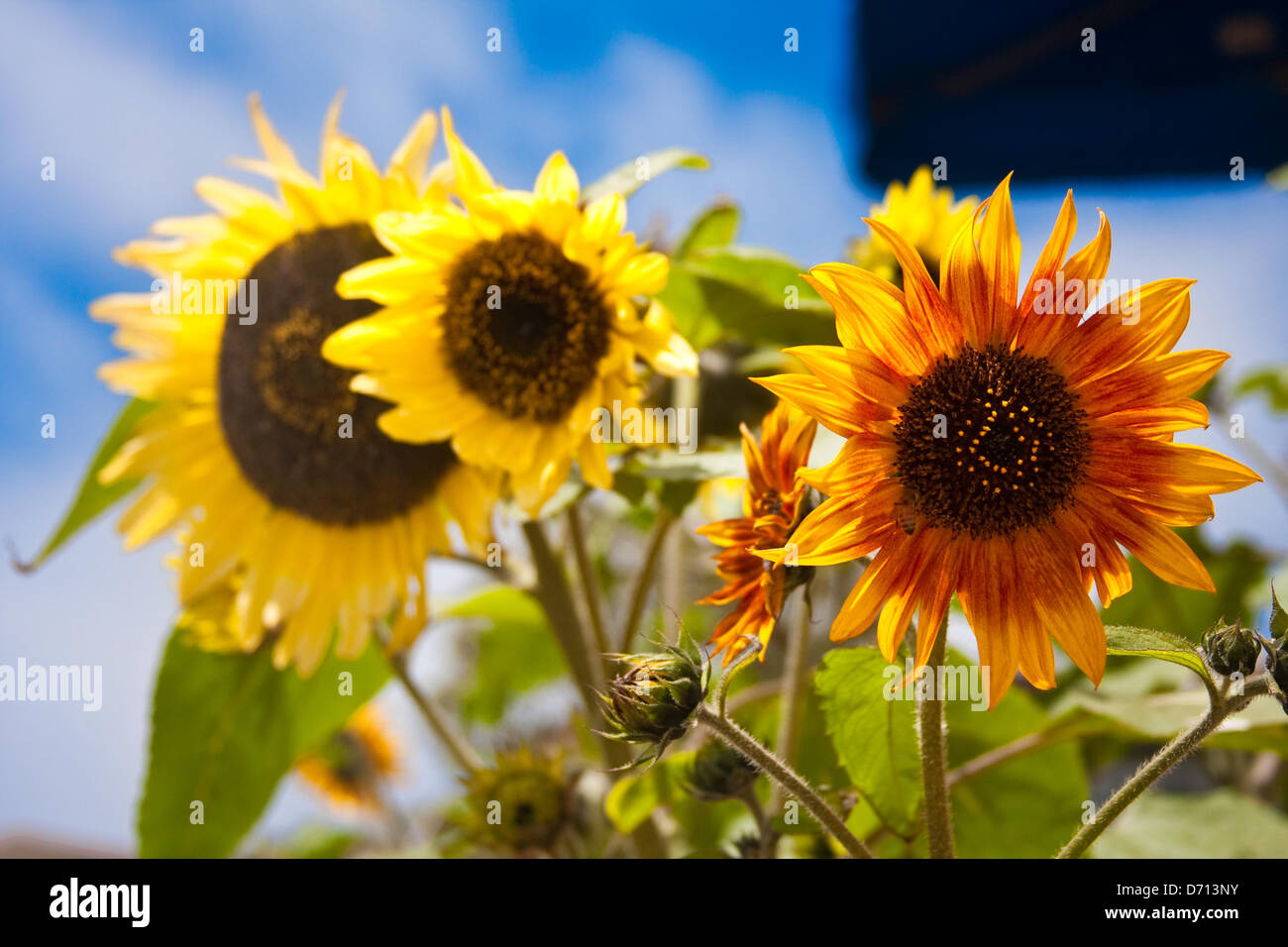 Sunshine and sunflowers hi-res stock photography and images - Alamy