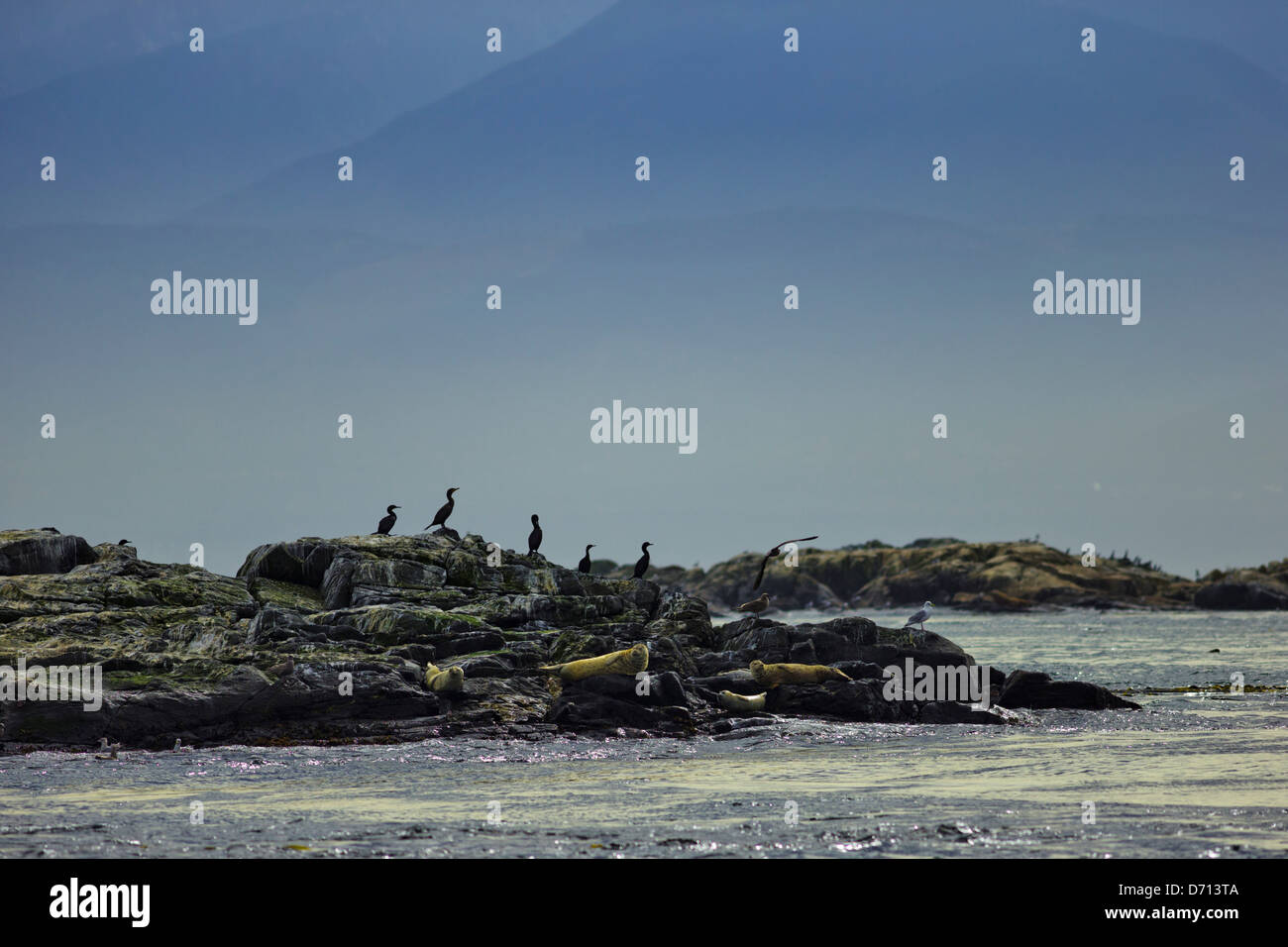 Seals on race rocks hi-res stock photography and images - Alamy