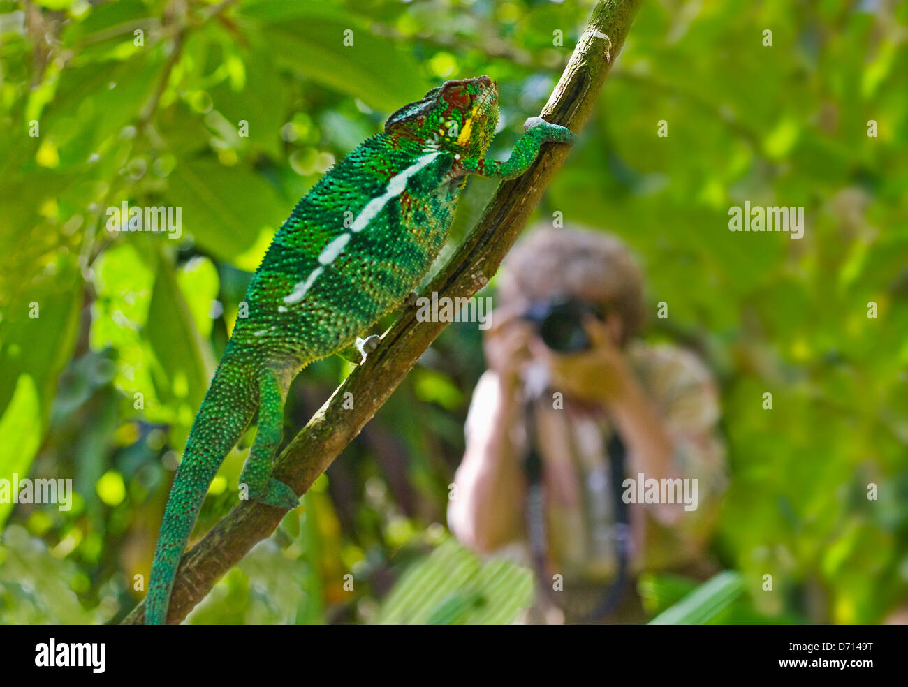 Tourist photographing Panther chameleon, Madagascar Stock Photo