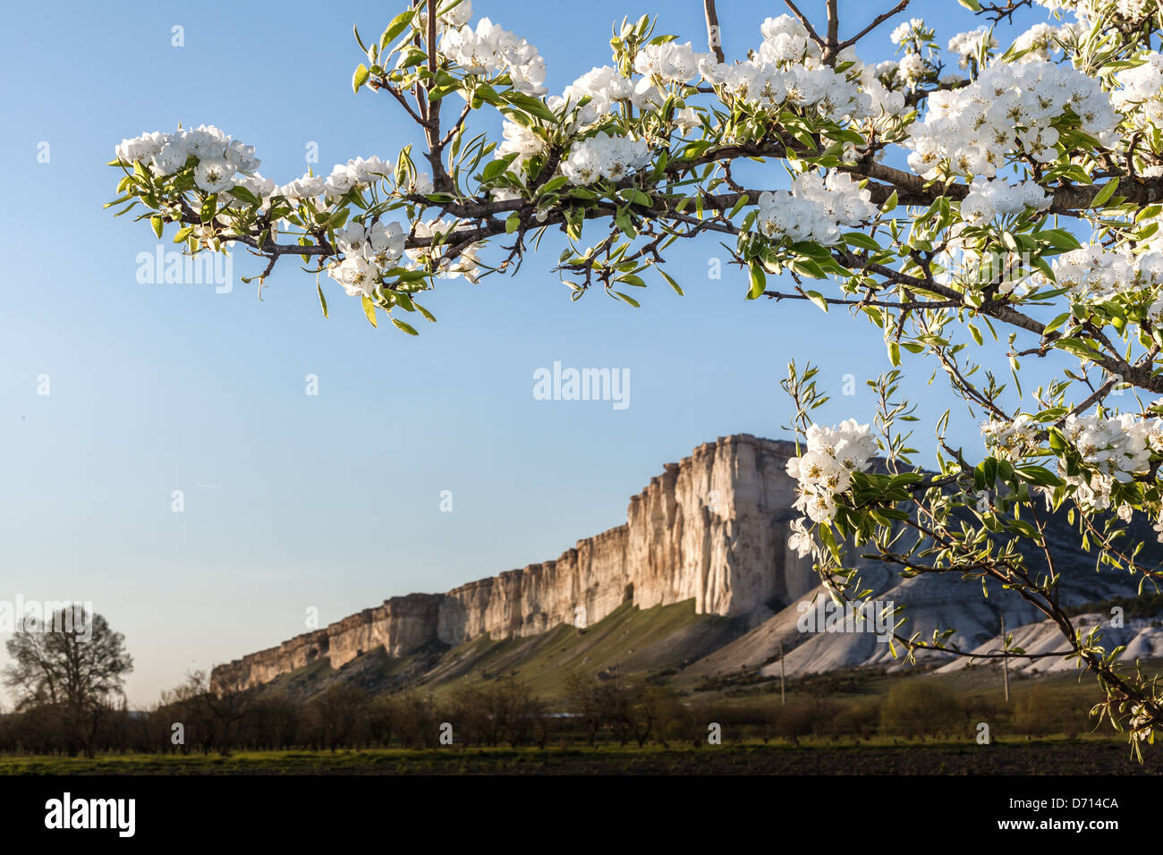 Branch of the cherry blossoms against the white cliffs Stock Photo - Alamy