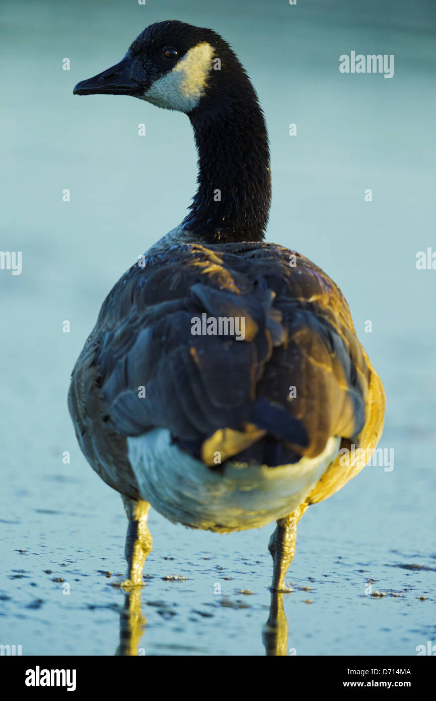 canada goose vancouver island