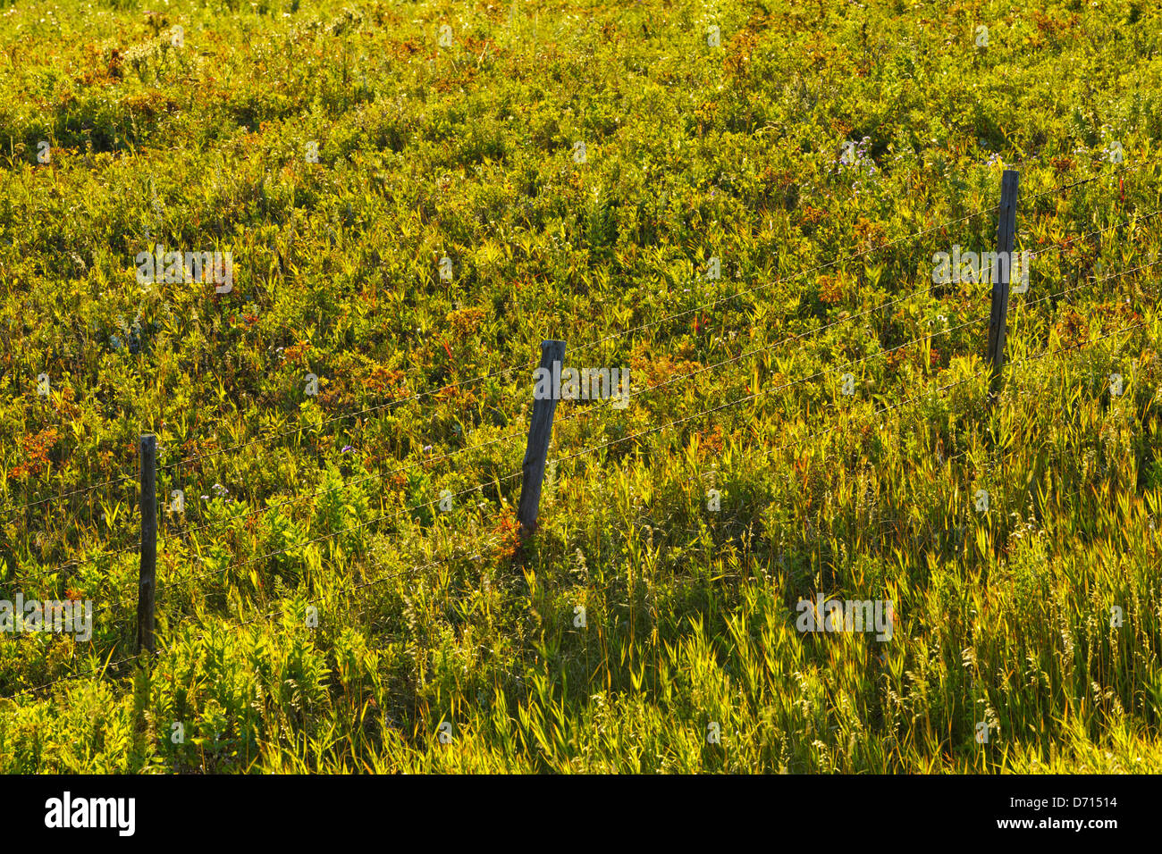 Canada, Alberta, Elevated view of fence posts and pasture Stock Photo