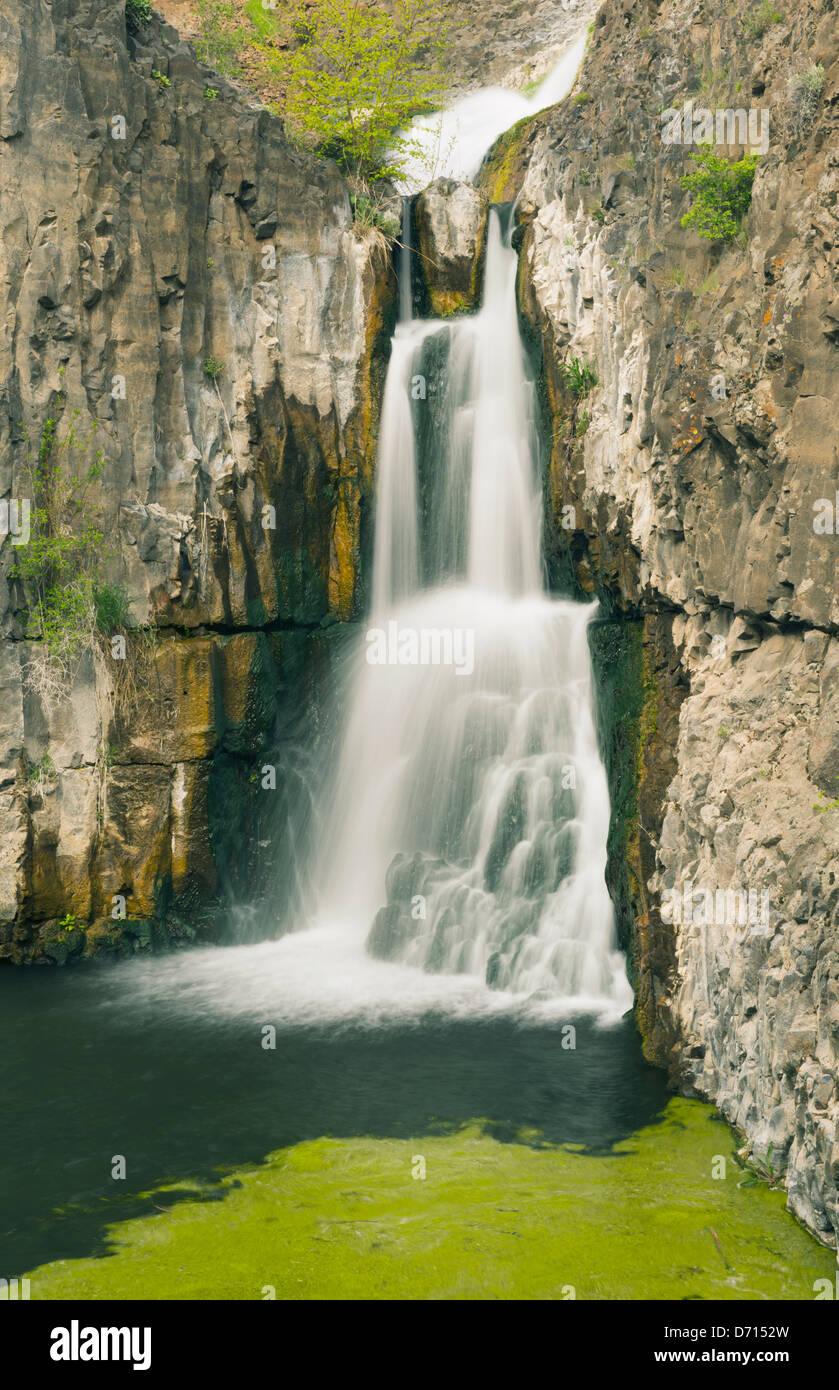 Desert Waterfall, McCartney Creek, Nature Conservancy Preserve, Moses Coulee, Washington APRIL Stock Photo