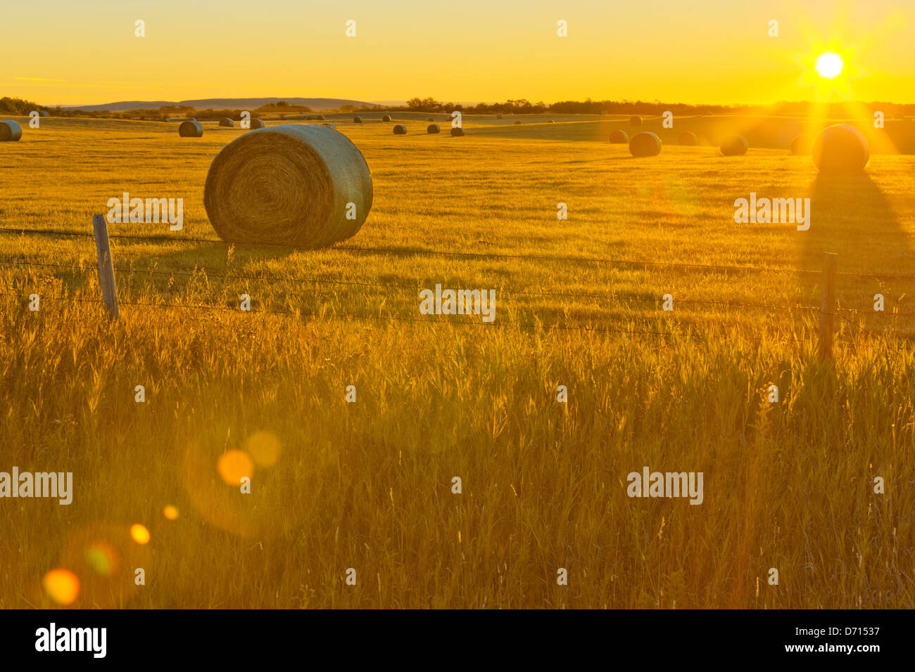 Canada, Alberta, Hay bails on field at sunrise Stock Photo Alamy