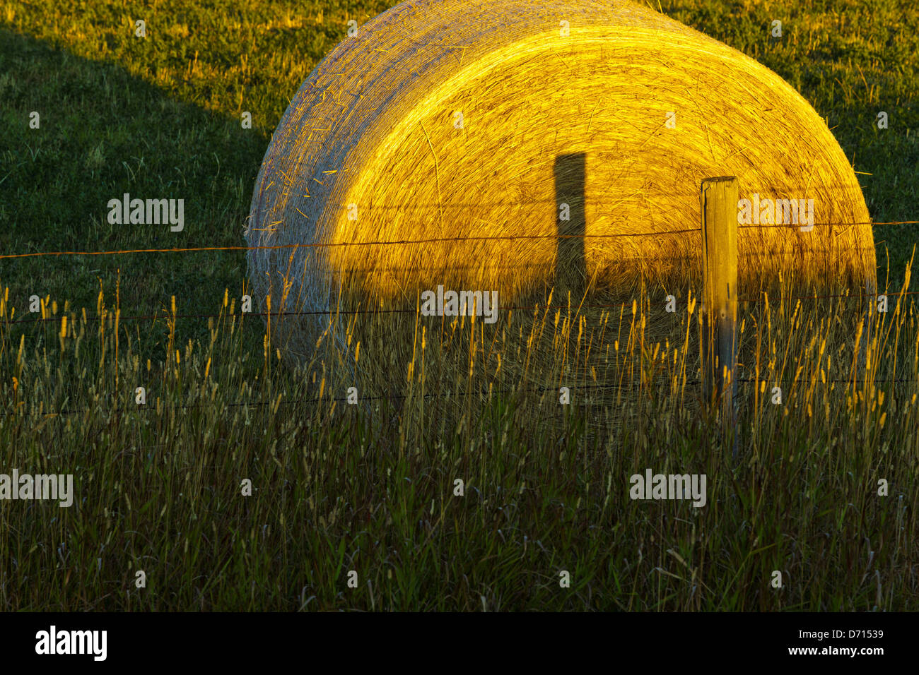 Canada, Alberta, Hay bails on field at sunrise Stock Photo Alamy