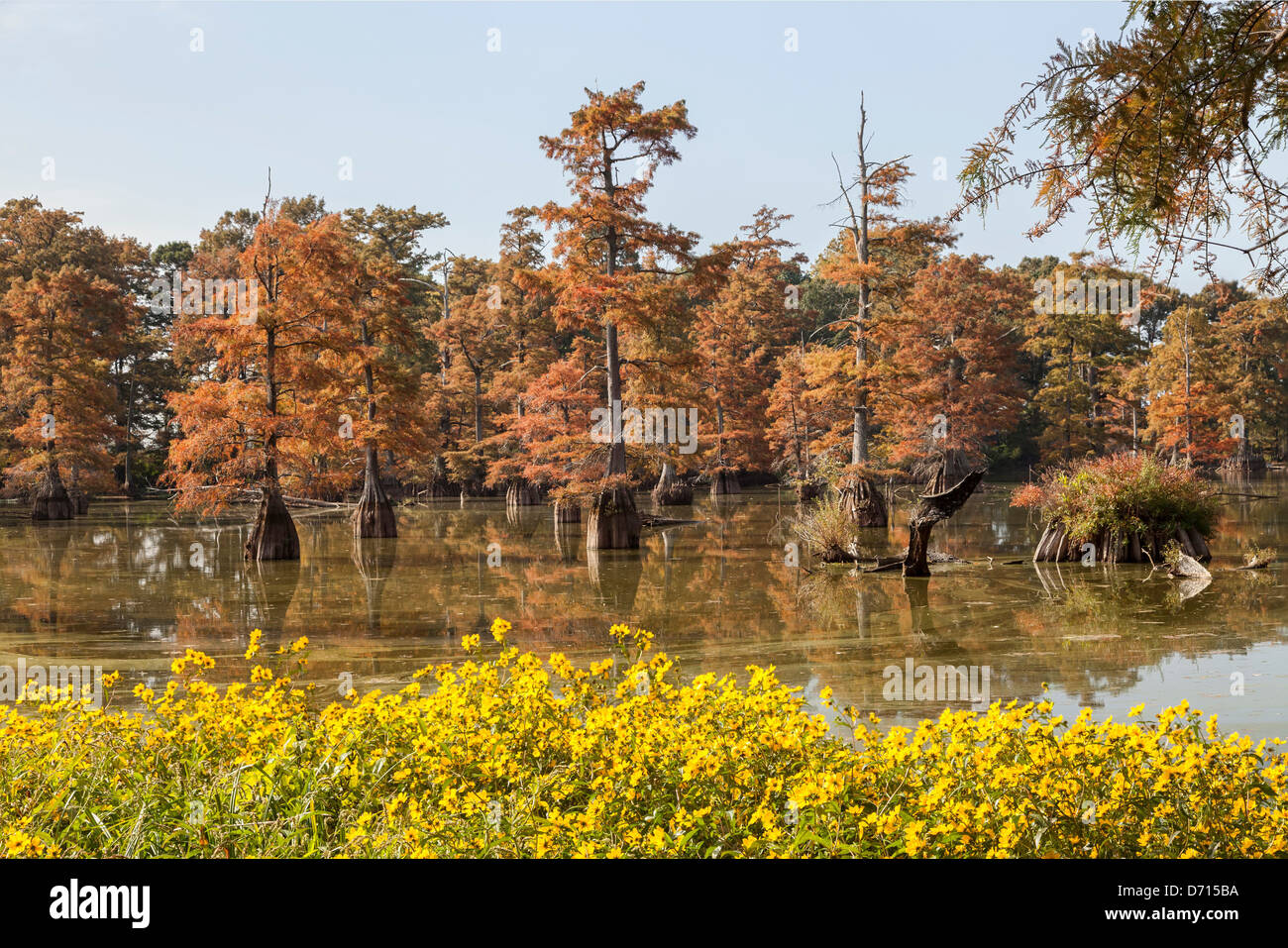 USA, Arkansas, Galloway, View of cypress swamp and wildflowers during autumn Stock Photo
