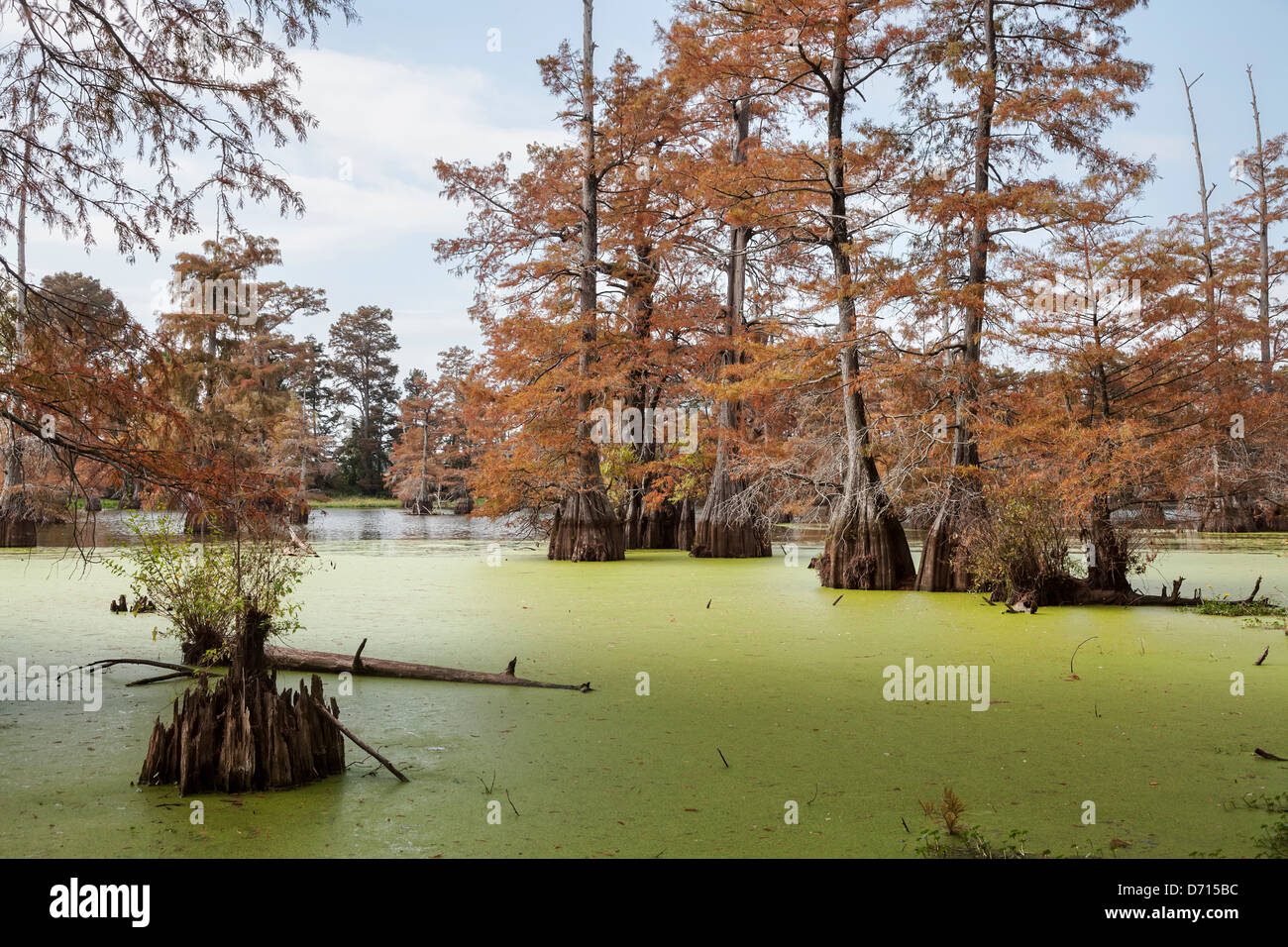 USA, Arkansas, Galloway, View of cypress swamp during autumn Stock Photo