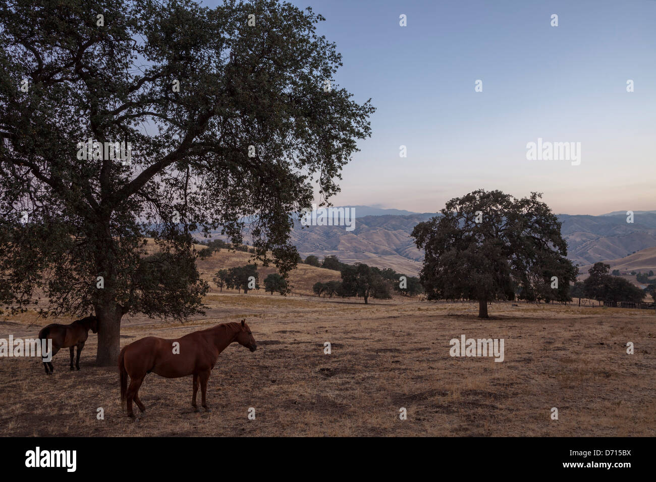 Oak tree in tehachapi mountains hires stock photography and images Alamy
