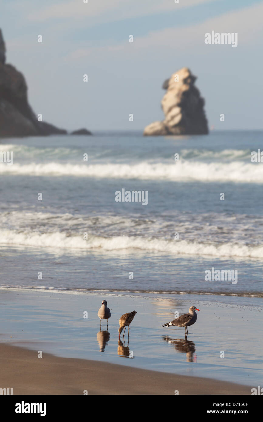 USA, California, Morro Strand State Beach with Morro Rock, Pillar Rock and seagulls Stock Photo