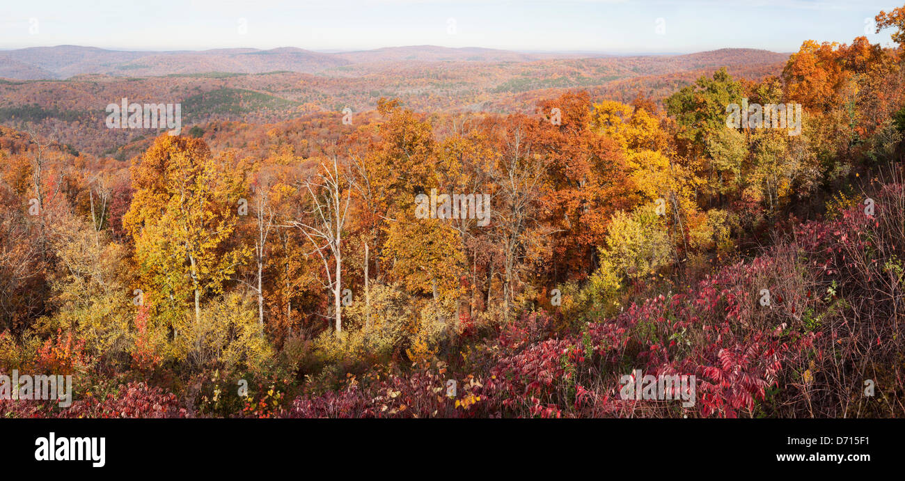 Autumn trees at Ozark National Forest, Arkansas, USA Stock Photo Alamy
