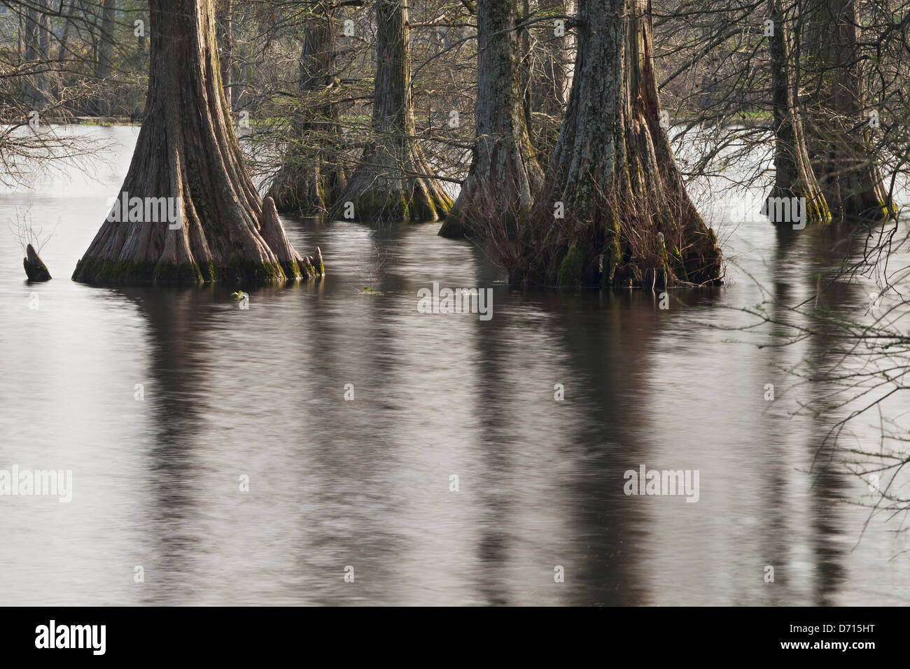 Cypress trees in a lake, Hills Lake, Galloway, Pulaski, Arkansas, USA