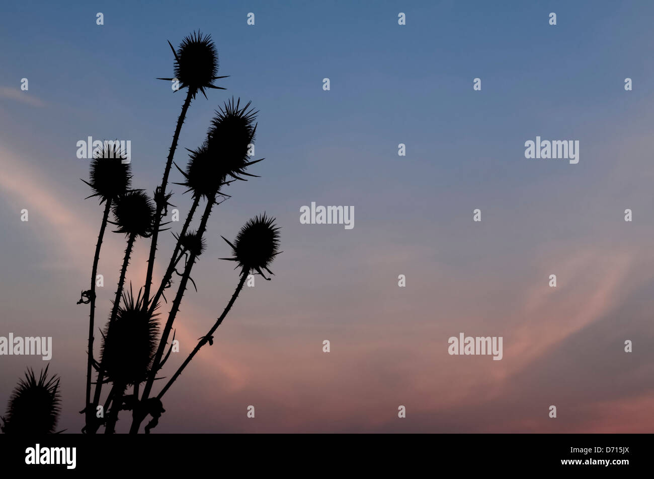 teasel silhouette at sunset Stock Photo
