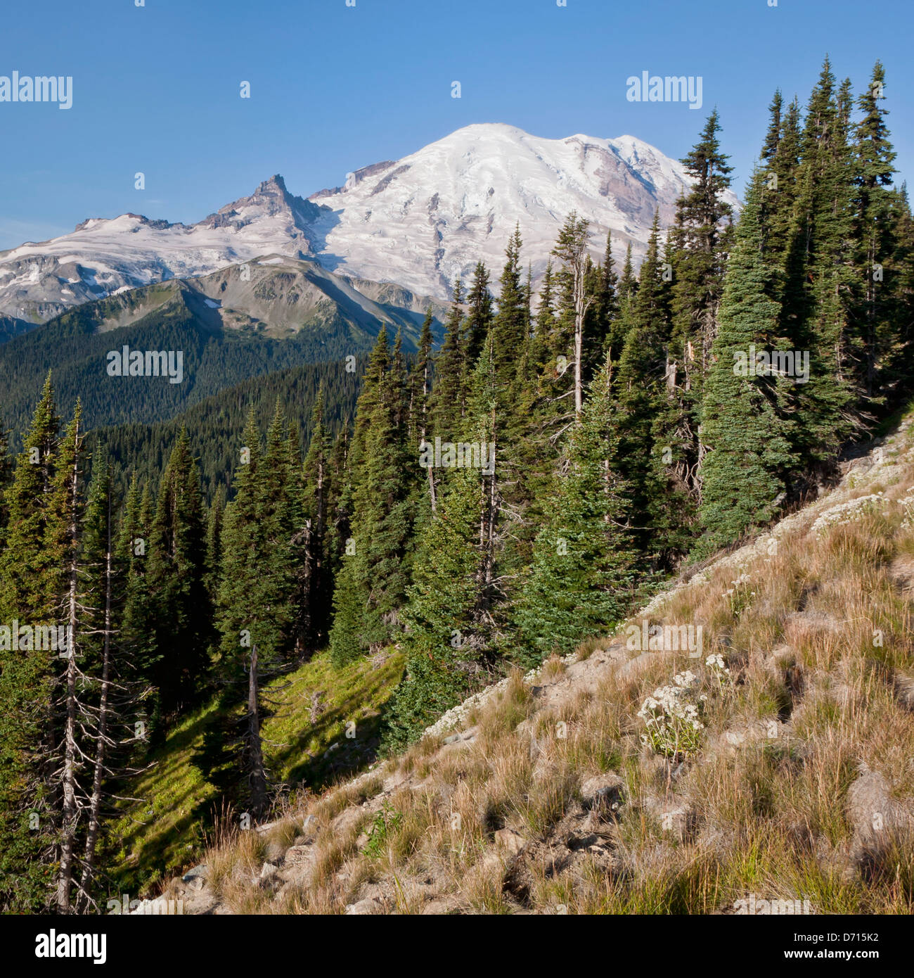 View of Mt. Rainier from Sunrise Road, square crop Stock Photo - Alamy