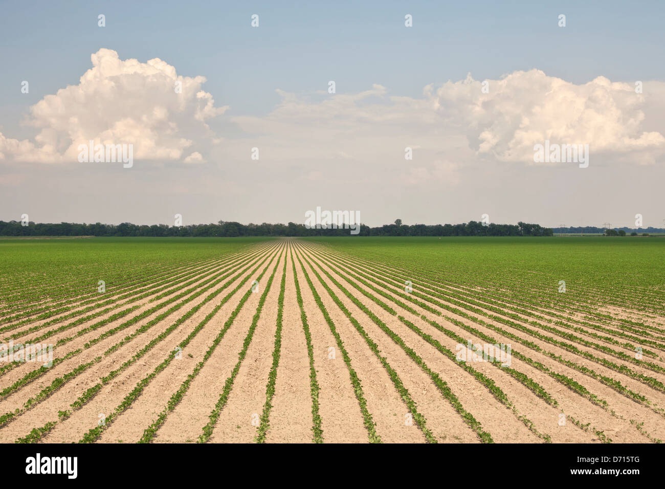 USA, Arkansas, Stuttgart, Crop rows in field Stock Photo - Alamy