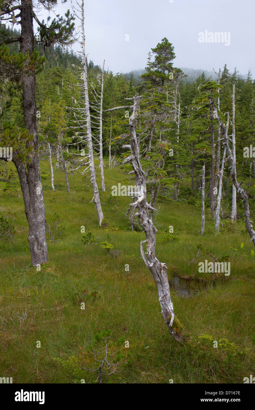Bog (muskeg) landscape sphagnum mosses sedges stunted black spruce