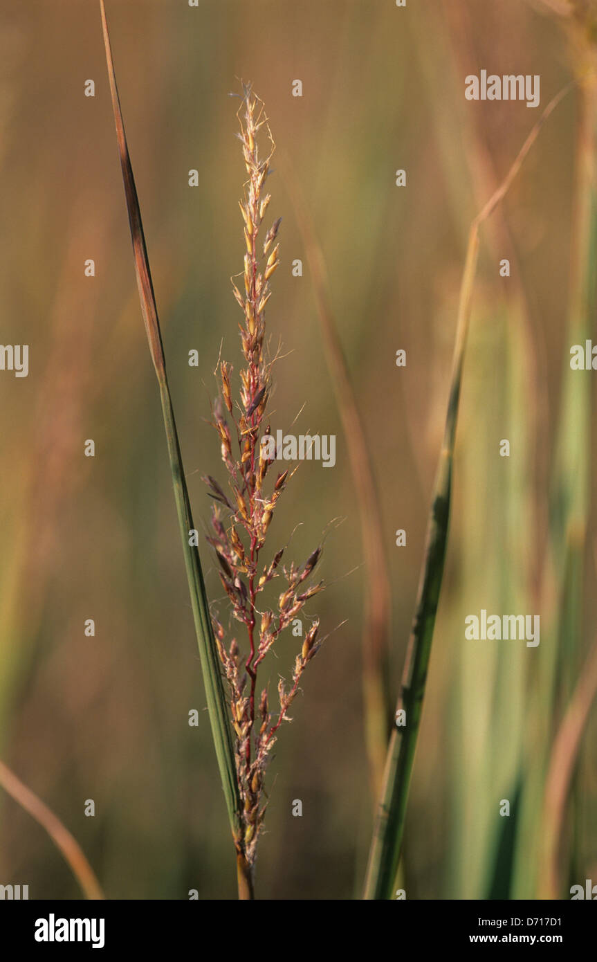 USA, Kansas, Near Strong City, Tallgrass Prairie, Switch Grass Stock