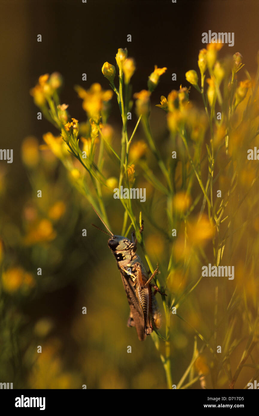 USA, Kansas, Near Strong City, Tallgrass Prairie, Broomweed, Grasshopper Stock Photo