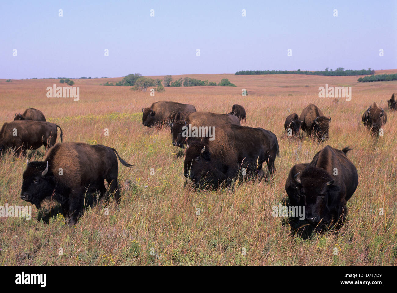 Bison kansas preserve hires stock photography and images Alamy