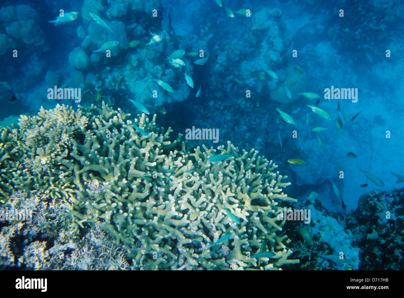 Papua New Guinea, Amphlett Group, Nabwageta Island, Coral Reef, Fish Stock Photo