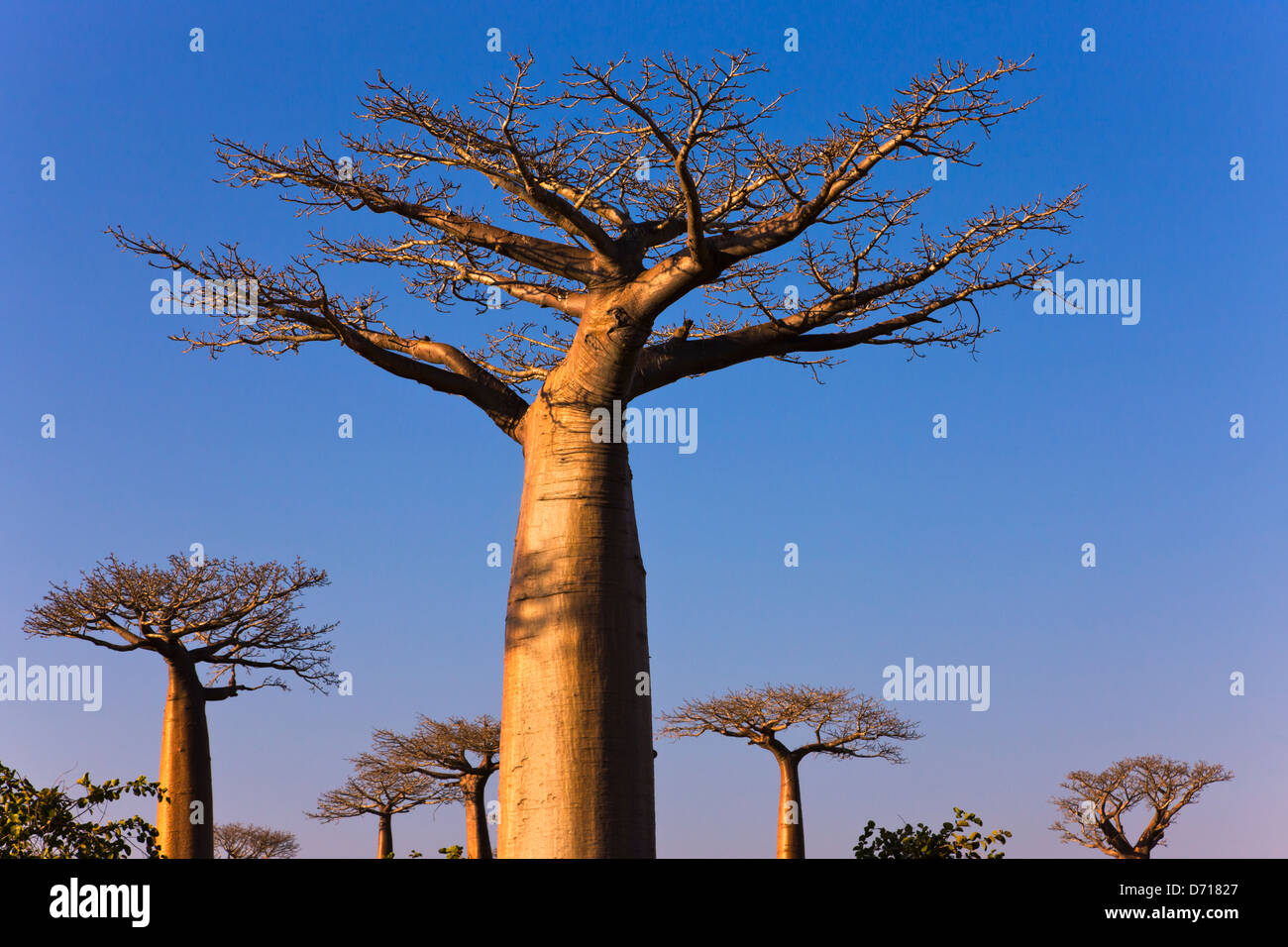 Baobab tree (Adansonia), Morondava, Madagascar Stock Photo Alamy