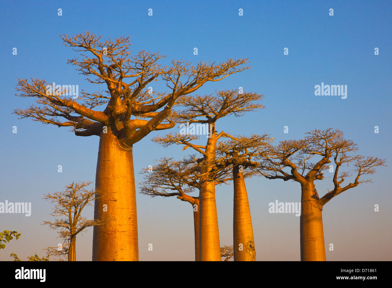 Baobab Tree At Sunrise Hi Res Stock Photography And Images Alamy