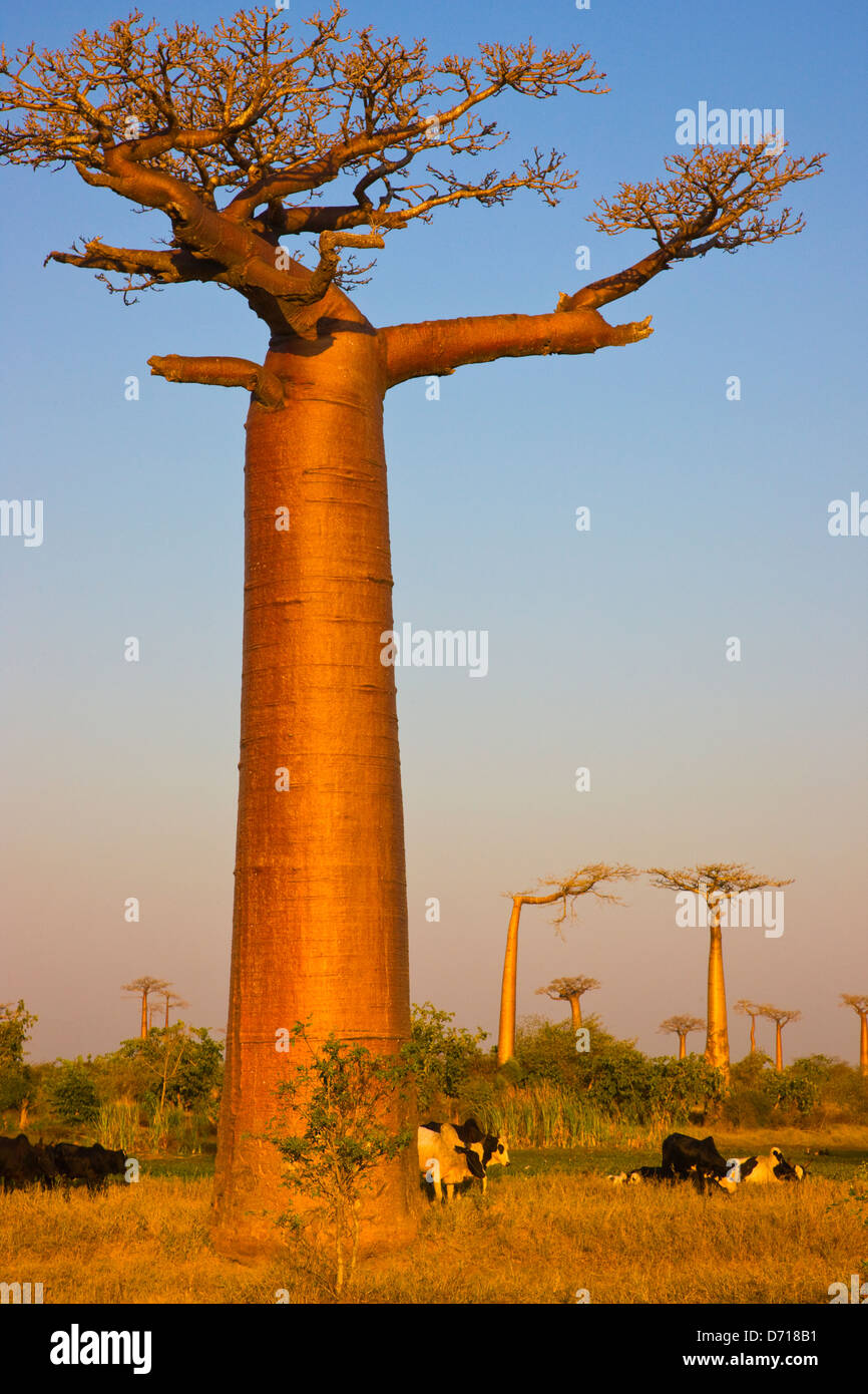 Baobab Tree At Sunrise Hi-res Stock Photography And Images - Alamy