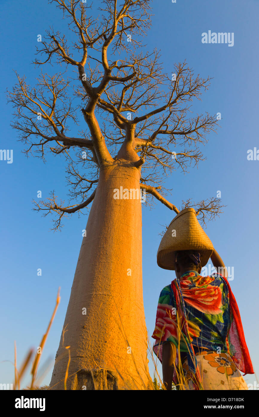 Girl carrying basket with Baobab tree (Adansonia), Morondava, Madagascar Stock Photo