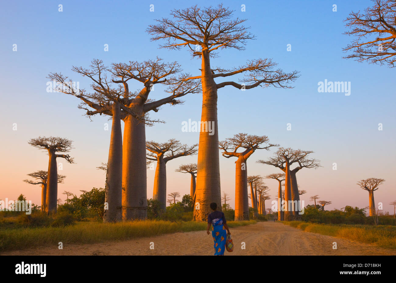 Woman walking through Baobab tree (Adansonia), Morondava, Madagascar Stock Photo