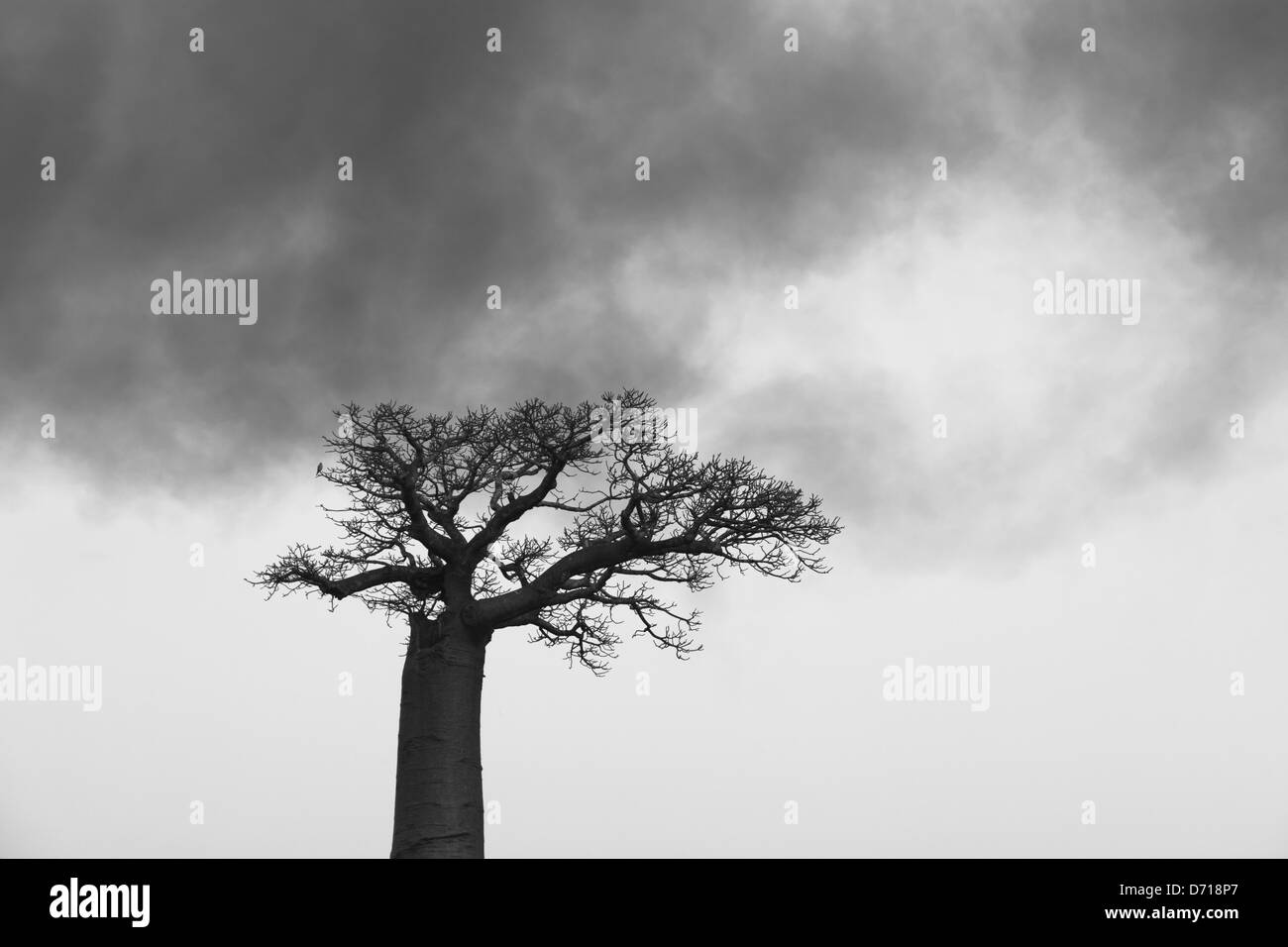 Baobab tree (Adansonia) in mist, Morondava, Madagascar Stock Photo Alamy
