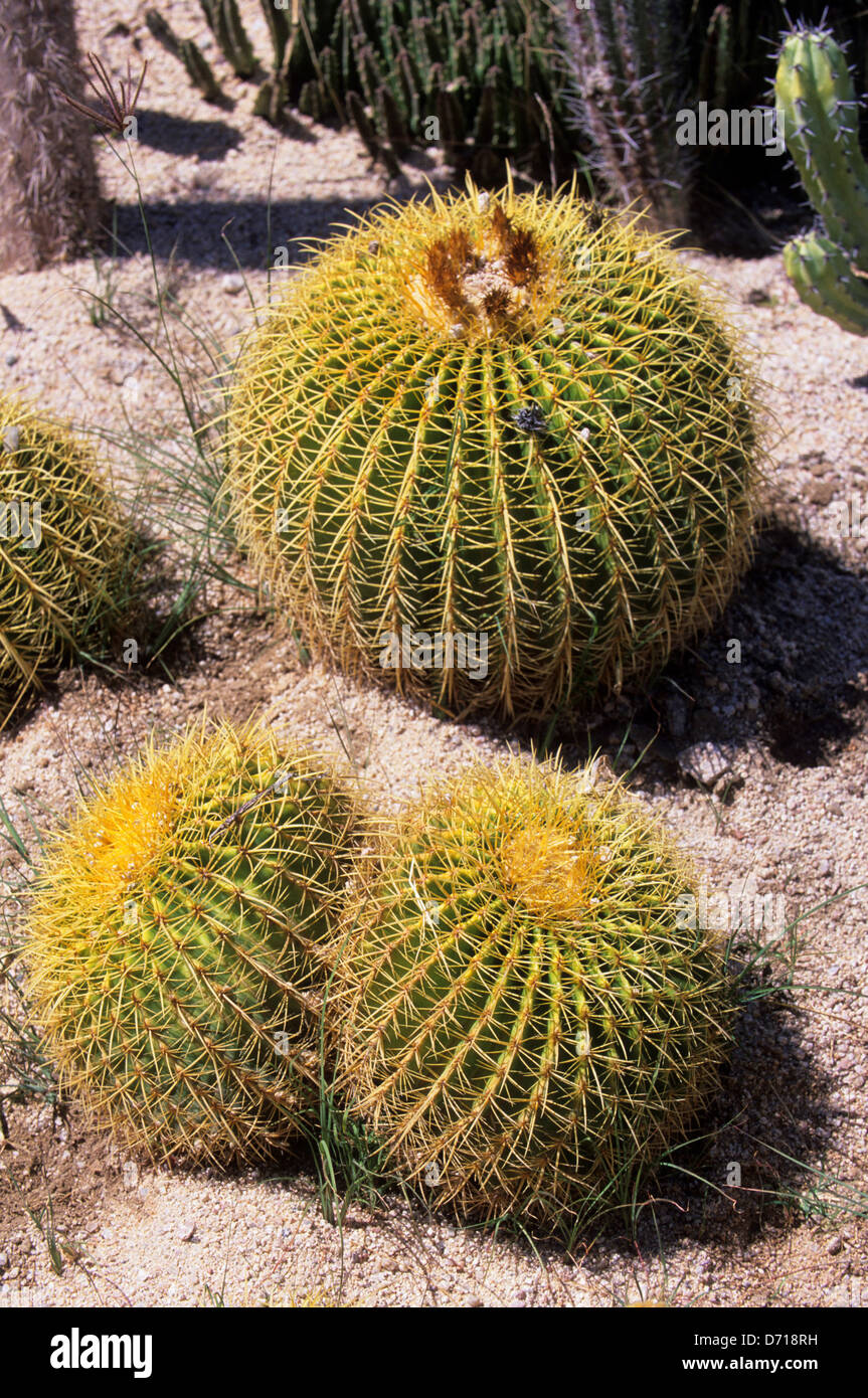 Mexico, Baja California, La Paz, Serpentarium, Cacti Garden Stock Photo