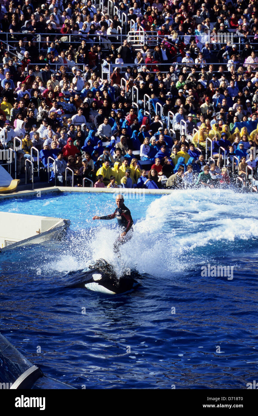 USA, California, San Diego, Sea World, Killer Whale Show, Animal Trainer On Orca Stock Photo