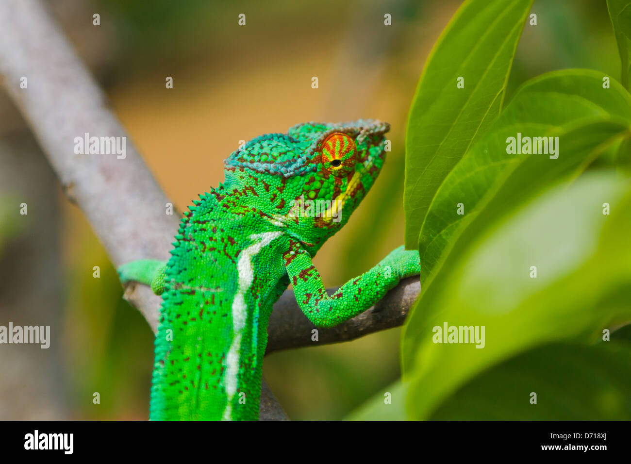 Panther chameleon, Madagascar Stock Photo