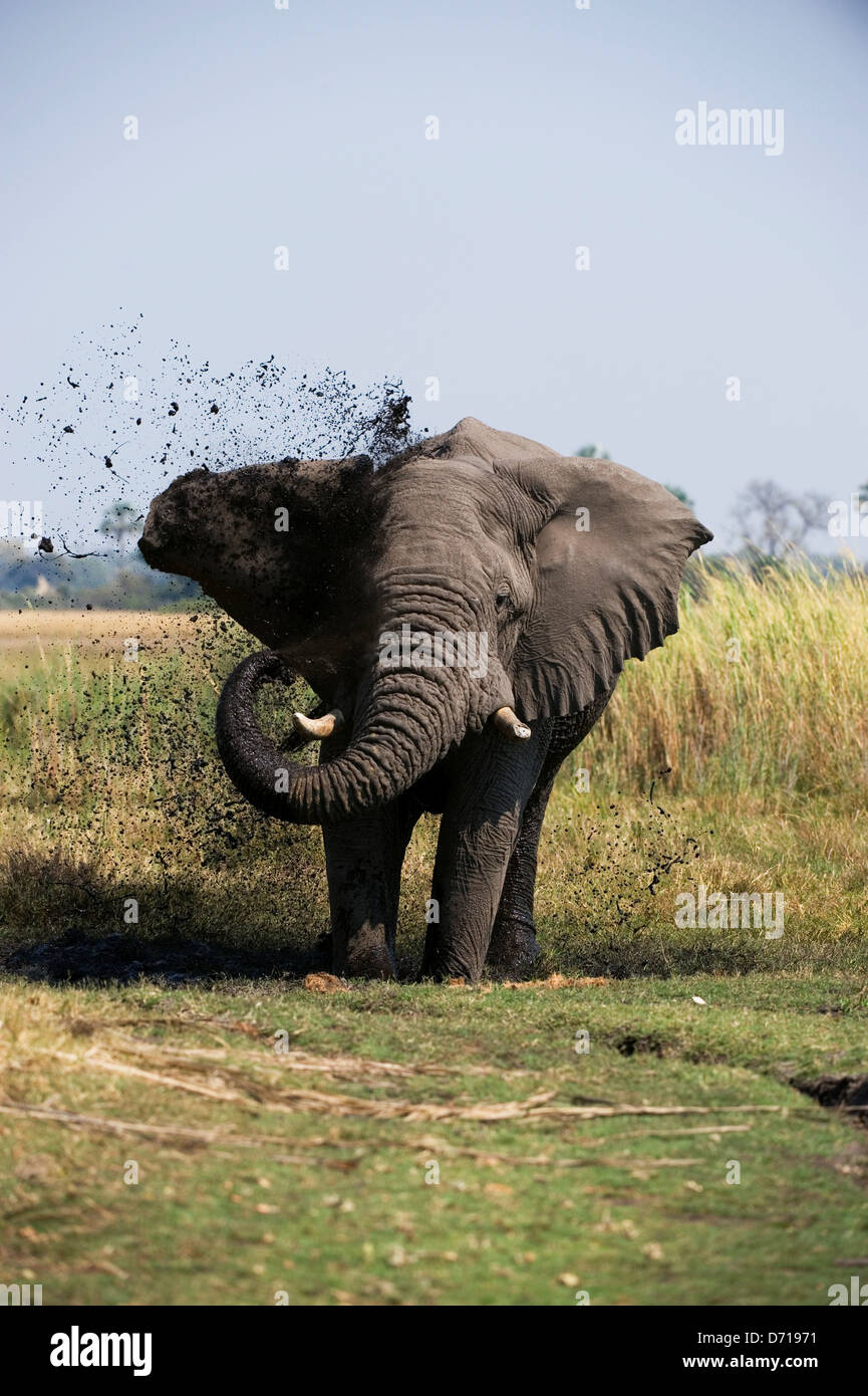 Botswana, Okavango Delta, Jao, African Elephant  (Loxodonta Africana) Taking A Mud Bath Stock Photo