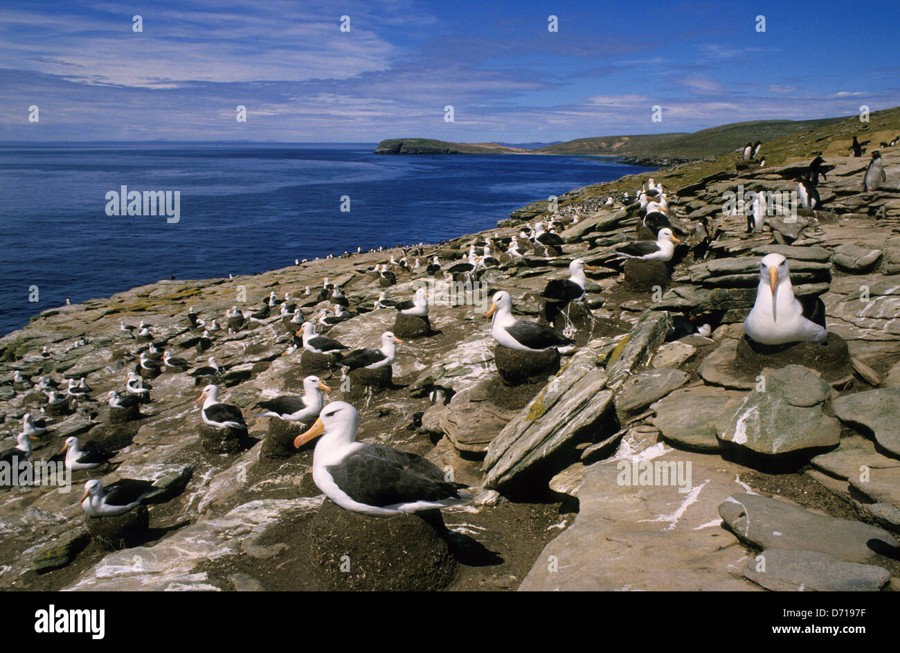 Falkland Islands,New Island, North End, BlackBrowed Albatross Colony