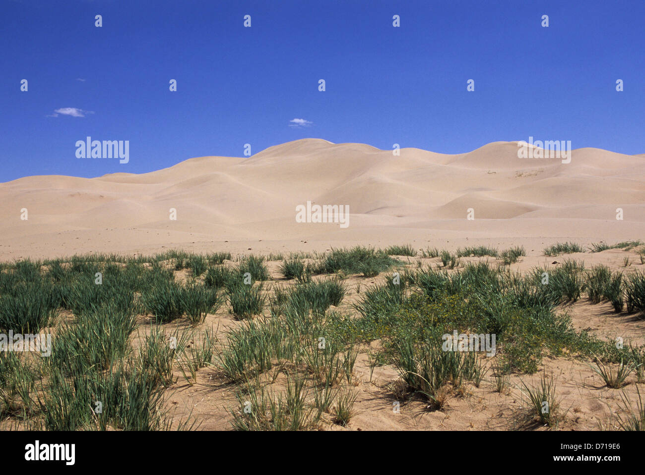 Mongolia, Gobi Desert, Near Dalanzadgad, Khongoryn Els (Sand Dunes), Vegetation Stock Photo