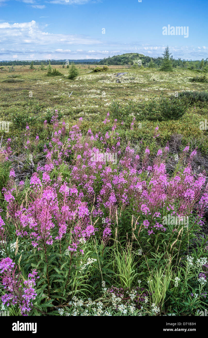Tundra Ecosystem High Resolution Stock Photography and Images - Alamy